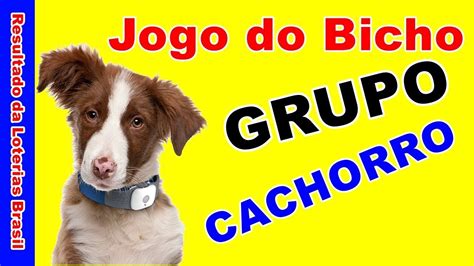 numero cachorro jogo do bicho - número do porco jogo bicho